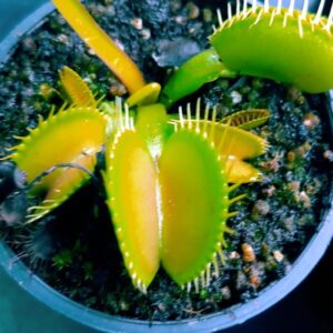 VENUS ATRAPAMOSCAS