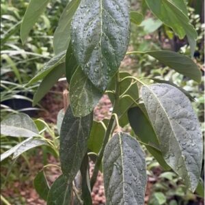 Palta Injertada