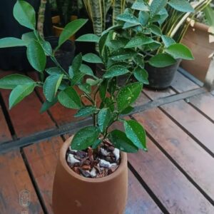 Arreglo de Mandarina
