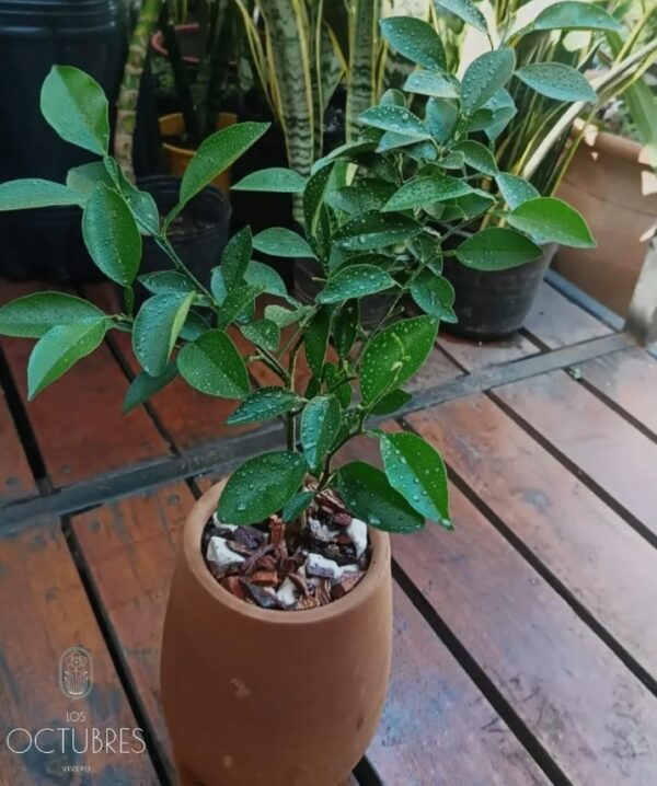 Arreglo de Mandarina